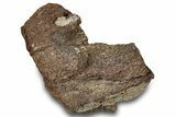 Dinosaur (Triceratops) Bone Section - Montana #300446-1